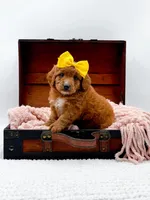 Sally, a female Miniature Goldendoodle for sale in Statesville, NC – 2 of 10