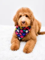 Holly, a male Bernedoodle for sale in Statesville, NC – 7 of 8
