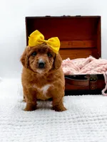 Sally, a female Miniature Goldendoodle for sale in Statesville, NC – 5 of 10