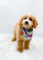 Dolly, a female Miniature Goldendoodle for sale in Statesville, NC – 1 of 10