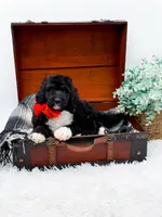 Fonzie, a male Bernedoodle for sale in Statesville, NC – 5 of 10