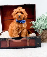 Paulie, a male Miniature Goldendoodle for sale in Statesville, NC – 5 of 10