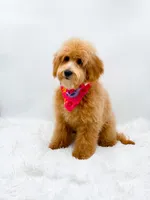 Heidi, a female Miniature Goldendoodle for sale in Statesville, NC – 6 of 10