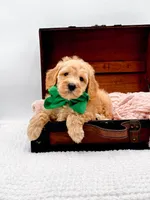 Alvin, a male Miniature Goldendoodle for sale in Statesville, NC – 8 of 10