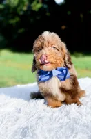 Odin-Blue Eyes, a male Miniature Bernedoodle for sale in Statesville, NC – 8 of 10