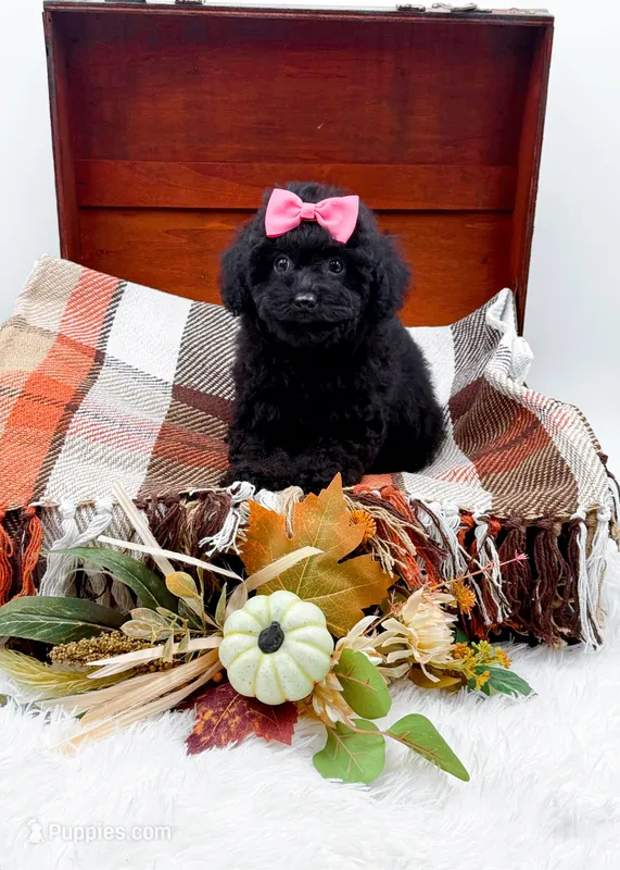 Maddie – Poodle - Toy  puppy for sale in Statesville, NC