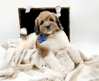 Buddy, a male Bernedoodle for sale in Statesville, NC – Photo 1 of 10