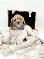 Buddy, a male Bernedoodle for sale in Statesville, NC – Photo 4 of 10