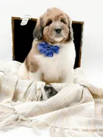 Buddy, a male Bernedoodle for sale in Statesville, NC – Photo 6 of 10