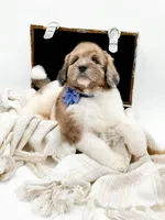 Buddy, a male Bernedoodle for sale in Statesville, NC – Photo 8 of 10