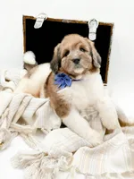 Buddy, a male Bernedoodle for sale in Statesville, NC – Photo 10 of 10