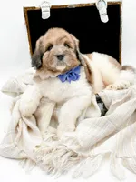 Buddy, a male Bernedoodle for sale in Statesville, NC – Photo 9 of 10