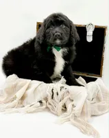 Griffin, a male Bernedoodle for sale in Statesville, NC – Photo 8 of 10