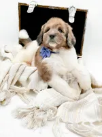 Buddy, a male Bernedoodle for sale in Statesville, NC – Photo 7 of 10