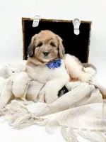 Buddy, a male Bernedoodle for sale in Statesville, NC – Photo 3 of 10