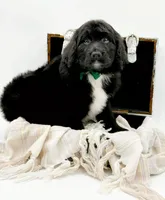 Griffin, a male Bernedoodle for sale in Statesville, NC – Photo 6 of 10