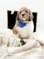 Buddy, a male Bernedoodle for sale in Statesville, NC – Photo 2 of 10