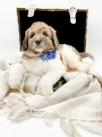 Buddy, a male Bernedoodle for sale in Statesville, NC – Photo 5 of 10