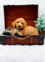Gary, a male Goldendoodle for sale in Statesville, NC – 4 of 10
