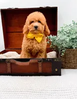 Piper, a female Miniature Goldendoodle for sale in Statesville, NC – 4 of 10