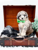 Franklin, a male Bernedoodle for sale in Statesville, NC – 6 of 10