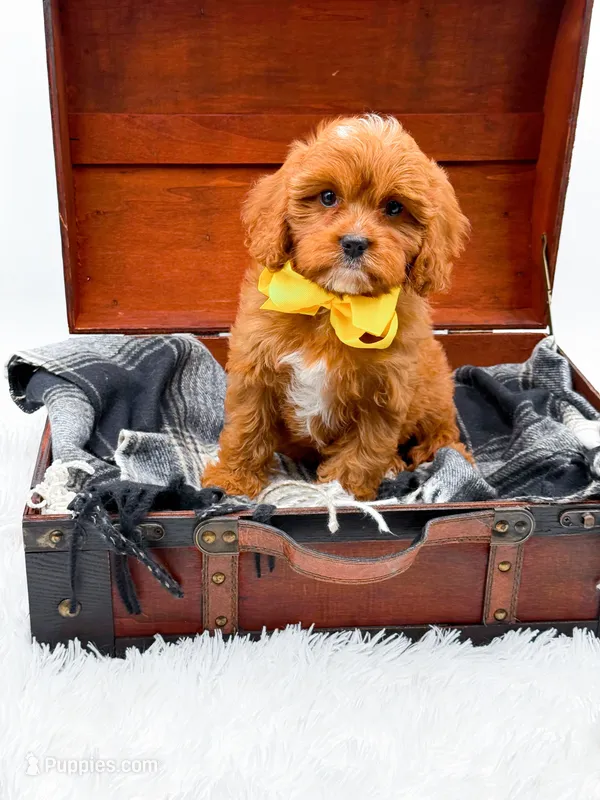 Summer – Cavapoo puppy for sale in Statesville, NC