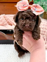 Nestle, a female Miniature Bernedoodle for sale in Statesville, NC – 4 of 10