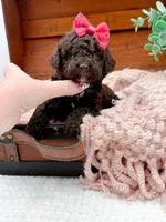 Micro Mini-Nutella, a female Miniature Bernedoodle for sale in Statesville, NC – 5 of 10
