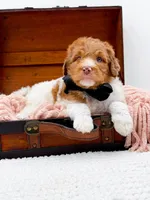 Harry, a male Bernedoodle for sale in Statesville, NC – 2 of 10