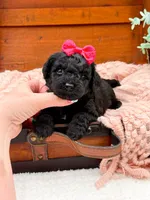 Micro Mini Nancy, a female Miniature Bernedoodle for sale in Statesville, NC – 6 of 10