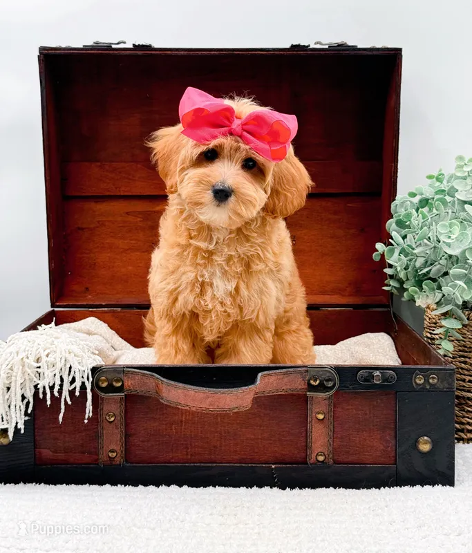 Pansy – Miniature Goldendoodle puppy for sale in Statesville, NC