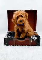 Annie, a female Miniature Goldendoodle for sale in Statesville, NC – 5 of 10