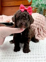 Micro Mini-Nutella, a female Miniature Bernedoodle for sale in Statesville, NC – 6 of 10