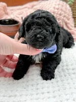Micro Mini-Nelson, a female Miniature Bernedoodle for sale in Statesville, NC – 8 of 10