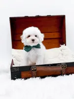 Milo-AKC, a male Poodle - Toy  for sale in Statesville, NC – Photo 9 of 10