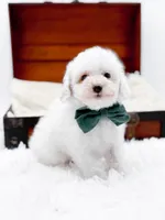 Milo-AKC, a male Poodle - Toy  for sale in Statesville, NC – Photo 5 of 10