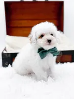 Milo-AKC, a male Poodle - Toy  for sale in Statesville, NC – Photo 4 of 10