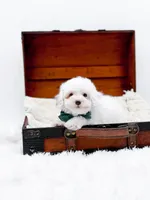 Milo-AKC, a male Poodle - Toy  for sale in Statesville, NC – Photo 10 of 10