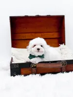 Milo-AKC, a male Poodle - Toy  for sale in Statesville, NC – Photo 7 of 10