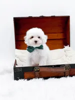 Milo-AKC, a male Poodle - Toy  for sale in Statesville, NC – Photo 6 of 10