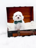 Milo-AKC, a male Poodle - Toy  for sale in Statesville, NC – Photo 1 of 10