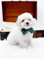 Milo-AKC, a male Poodle - Toy  for sale in Statesville, NC – Photo 2 of 10