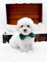 Milo-AKC, a male Poodle - Toy  for sale in Statesville, NC – Photo 3 of 10