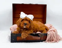 Ruby, a female Cavapoo for sale in Statesville, NC – 10 of 10
