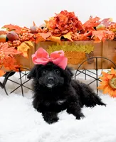 Tala, a female Cavapoo for sale in Statesville, NC – 5 of 10