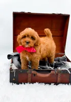 Sandy, a female Cavapoo for sale in Statesville, NC – 4 of 10