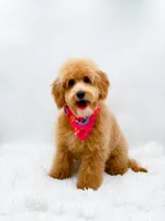 Heidi, a female Miniature Goldendoodle for sale in Statesville, NC – 9 of 10