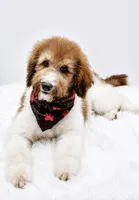 Honey, a male Bernedoodle for sale in Statesville, NC – 2 of 7