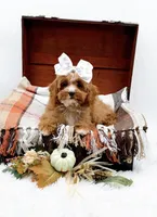 Lady, a female Cavapoo for sale in Statesville, NC – 10 of 10