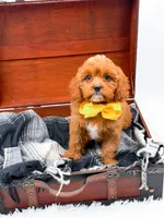 Summer, a female Cavapoo for sale in Statesville, NC – 3 of 10